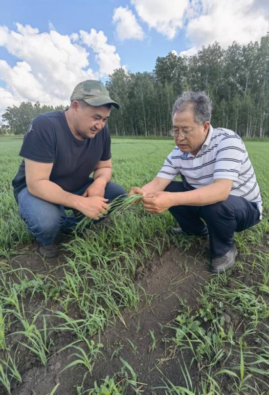 6月21日，西北農(nóng)林科技大學(xué)張正茂教授（右）在哈薩克斯坦北哈州農(nóng)業(yè)科技示范園與當(dāng)?shù)貙＜艺{(diào)查小麥苗情。新華社發(fā)（受訪者供圖）