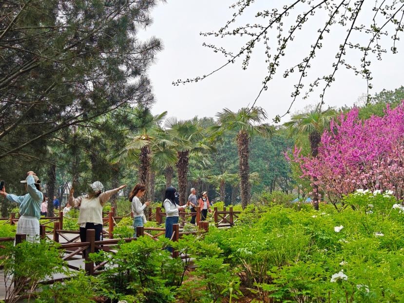 在河南省洛陽市中國國花園，游客漫步花海、自拍留念。人民網(wǎng) 王雅蝶攝
