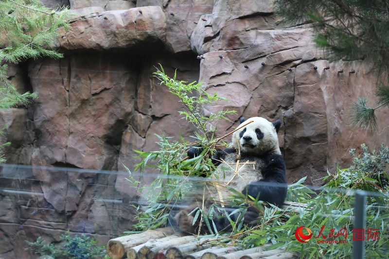 2、“云川”和“鑫寶”落戶圣迭戈動物園，開啟了新一輪中美大熊貓保護合作。 人民網(wǎng)記者 李志偉攝 (1)