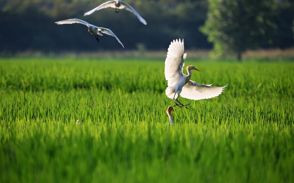 2023年8月7日，鷺鳥在山東省臨沂市郯城縣郯城街道水稻田間飛舞。新華社發(fā)（張春雷 攝）
