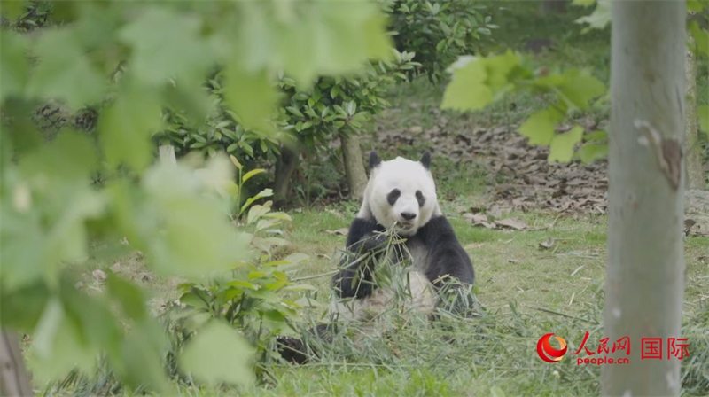 成都大熊貓繁育研究基地的熊貓。人民網(wǎng)記者 張榮攝
