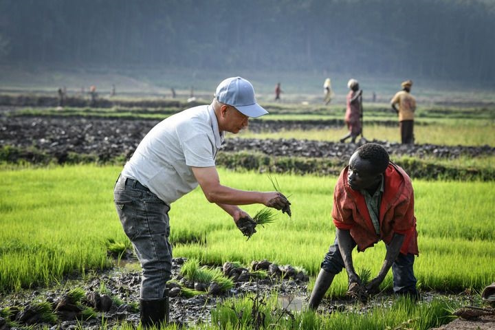 2024年8月14日，在盧旺達(dá)南方省胡耶區(qū)的中國(guó)援盧旺達(dá)農(nóng)業(yè)技術(shù)示范中心，水稻專(zhuān)家鄭瑞金（左）在稻田里指導(dǎo)當(dāng)?shù)氐巨r(nóng)進(jìn)行秧苗移栽。新華社記者 韓旭 攝