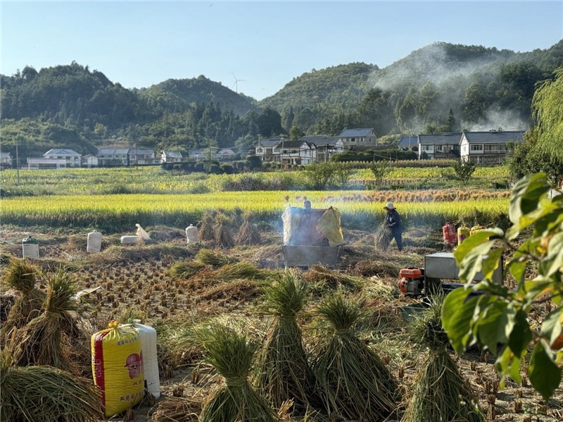 “豐收”是秋天的關(guān)鍵詞，田間煙火氣，最撫凡人心。打谷機(jī)、蛇皮袋、抱稻禾、捆秸稈……這是鄉(xiāng)土中國(guó)廣大農(nóng)村收割稻谷的經(jīng)典場(chǎng)景，也是不少干過農(nóng)活的人的獨(dú)家記憶。告別了打谷機(jī)，擁抱機(jī)械化，改變的是生產(chǎn)工具，不變的是三農(nóng)情懷。農(nóng)為邦本，本固邦寧，每一個(gè)親吻土地、珍惜糧食的日子都值得被尊敬，被緬懷，被憧憬。考察團(tuán)中的謝里克·科爾茹姆巴耶夫是《哈薩克斯坦實(shí)業(yè)報(bào)》的總編輯，也是一位“生活觀察家”，田間里揮汗收割的村民引起了他的興趣，他感嘆道：人們勞作的過程總是令人賞心悅目。這就是中外共鳴的“鄉(xiāng)愁”吧。 （烏茲別克斯坦《人民言論報(bào)》副總編輯魯斯蘭·肯扎耶夫攝）