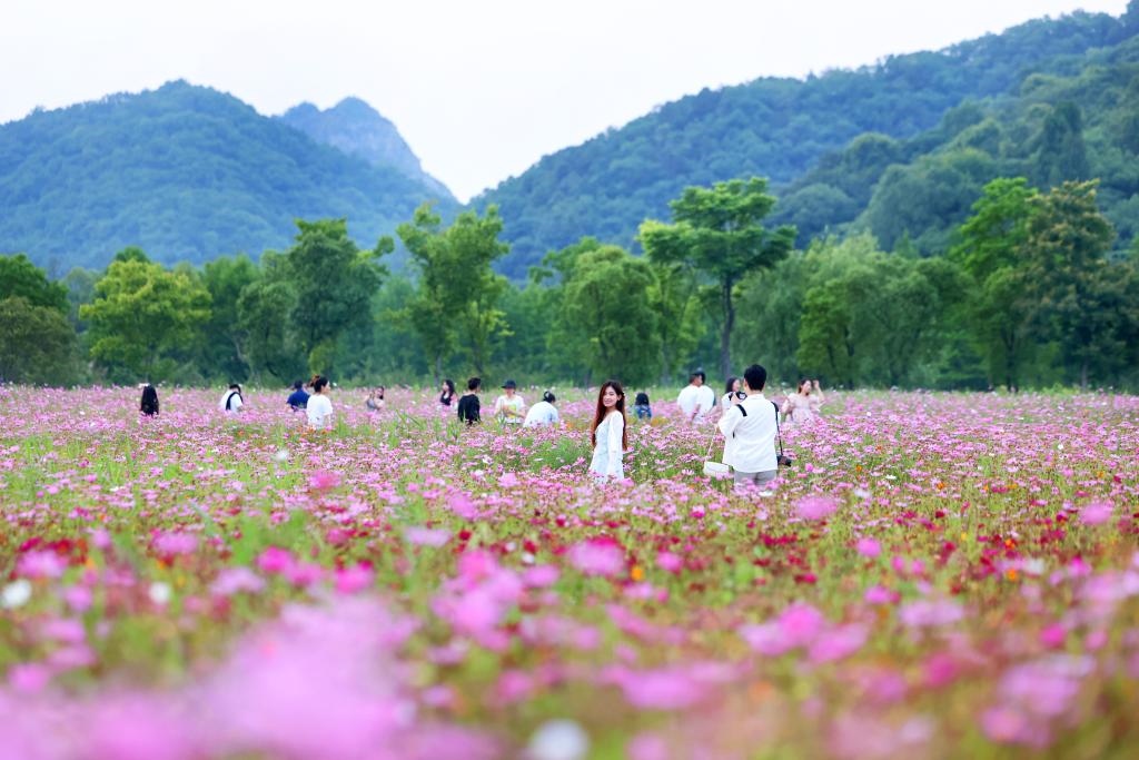 6月8日，游人在浙江省杭州市西湖區(qū)雙浦鎮(zhèn)銅鑒湖畔的花海中游覽。新華社發(fā)（周方玲 攝）
