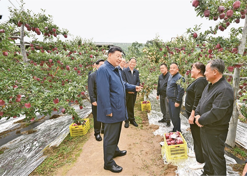 2024年9月10日至13日，中共中央總書記、國家主席、中央軍委主席習(xí)近平在甘肅考察。這是11日上午，習(xí)近平在天水市麥積區(qū)南山花牛蘋果基地考察時，走進果林了解相關(guān)種植、技術(shù)和管理情況。 新華社記者 謝環(huán)馳/攝