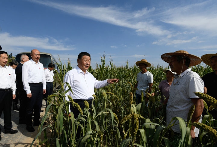 2021年9月13日至14日，中共中央總書記、國家主席、中央軍委主席習(xí)近平在陜西省榆林市考察。這是13日下午，習(xí)近平在米脂縣銀州街道高西溝村臨時(shí)下車，察看糧食作物長勢，同正在田間勞作的老鄉(xiāng)拉家常。新華社記者 李學(xué)仁 攝