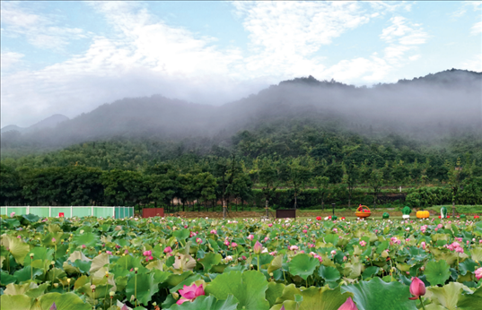 余村荷花池景色秀美。
