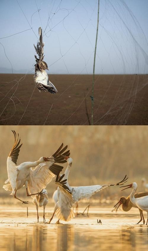 拼版圖片：圖為2011年和2023年鄱陽湖區(qū)的變化，曾經(jīng)湖區(qū)內(nèi)分布有捕鳥網(wǎng)，如今人與自然和諧共生的理念深入人心。攝影：傅建斌 周海燕 制作：賈稀荃
