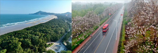 拼版照片：左圖為位于東山縣金鑾灣沿岸的木麻黃防護(hù)林帶（無(wú)人機(jī)照片，新華社記者 姜克紅 攝）；右圖為2021年4月20日在蘭考縣焦裕祿干部學(xué)院附近拍攝的泡桐花（無(wú)人機(jī)照片，新華社記者 郝源 攝）。