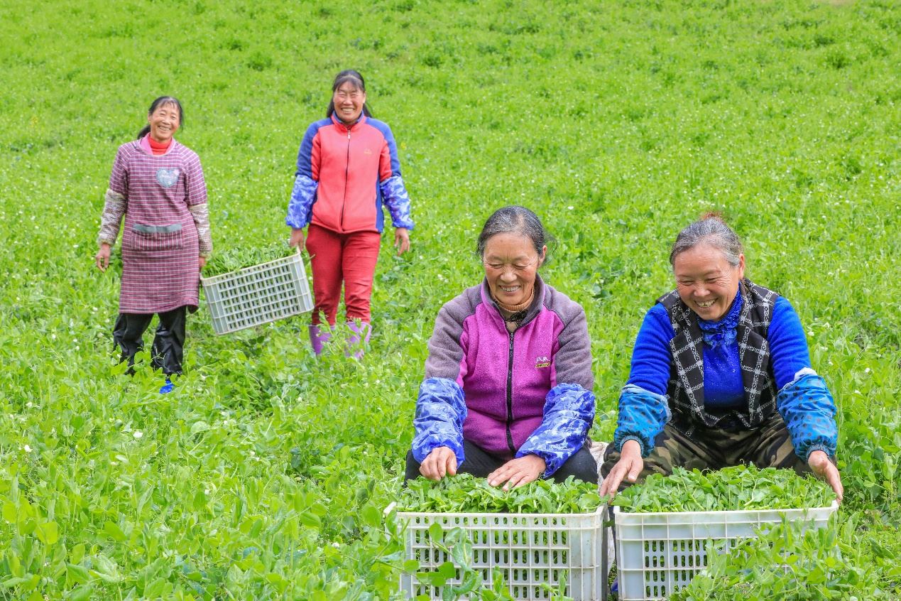在四川省阿壩藏族羌族自治州馬爾康市馬爾康鎮(zhèn)納足村，當季蔬菜喜獲豐收，群眾正在忙著采收、裝箱供應市場。來源：人民圖片