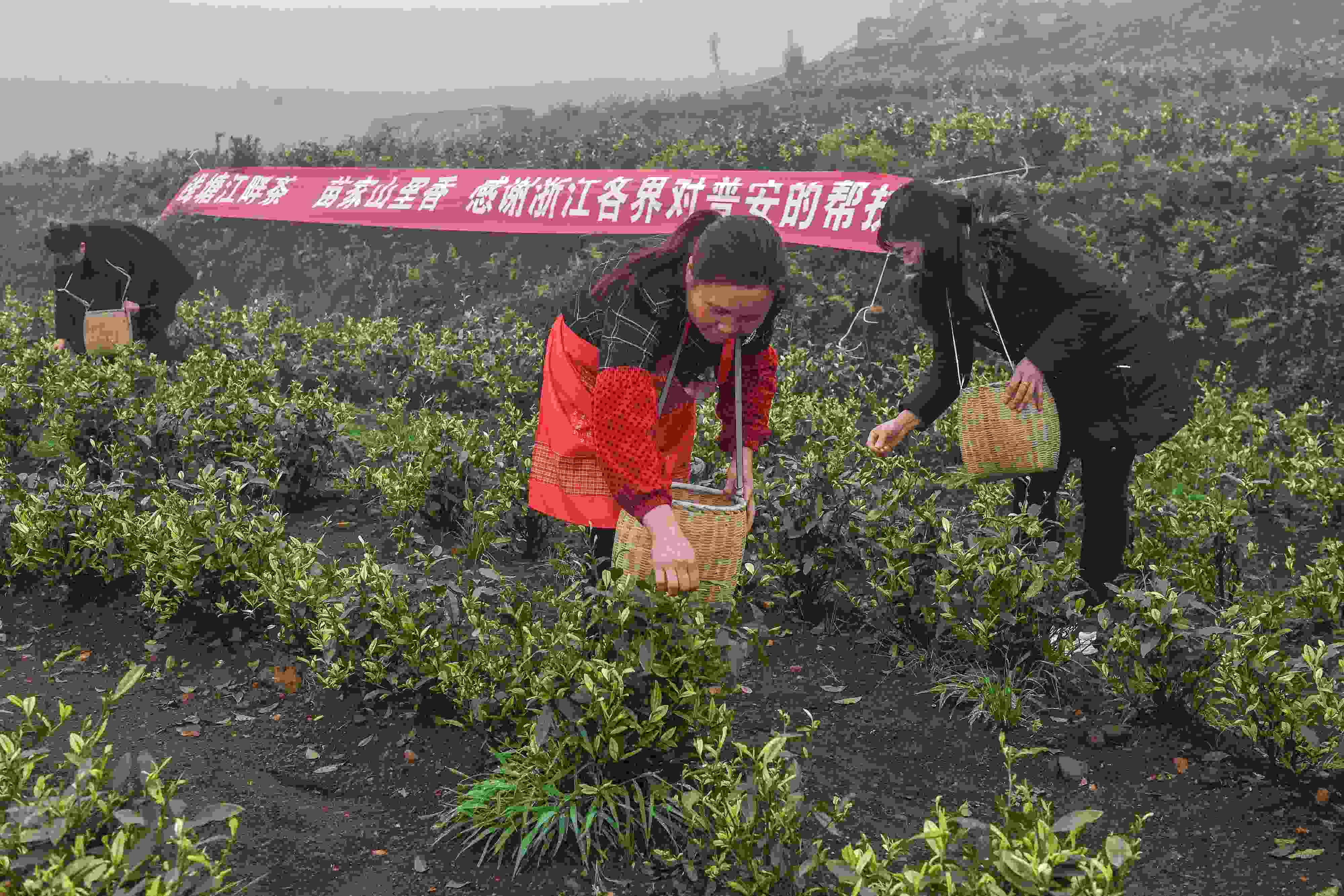 2021年4月14日，工人在貴州省黔西南州普安縣地瓜鎮(zhèn)屯上村“白葉一號(hào)”感恩茶園采茶。這片茶園由浙江省安吉縣捐贈(zèng)。