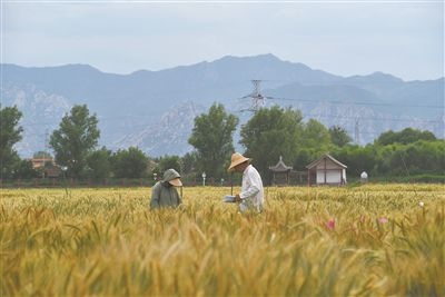 圖為中國農(nóng)業(yè)大學(xué)師生在該校上莊實(shí)驗(yàn)站開展小麥育種工作。馬文哲攝