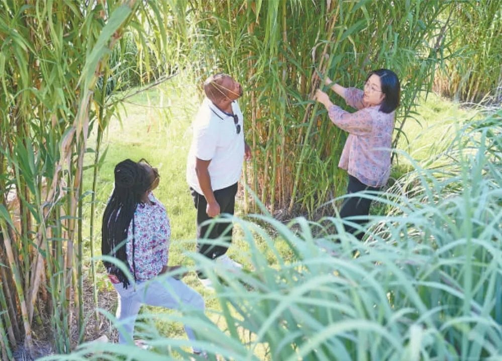 福建農(nóng)林大學(xué)國際菌草工程技術(shù)研究中心工作人員（右）在向盧旺達留學(xué)生介紹菌草品種“綠洲1號”蘆竹的生長情況。新華社記者 林善傳 攝
