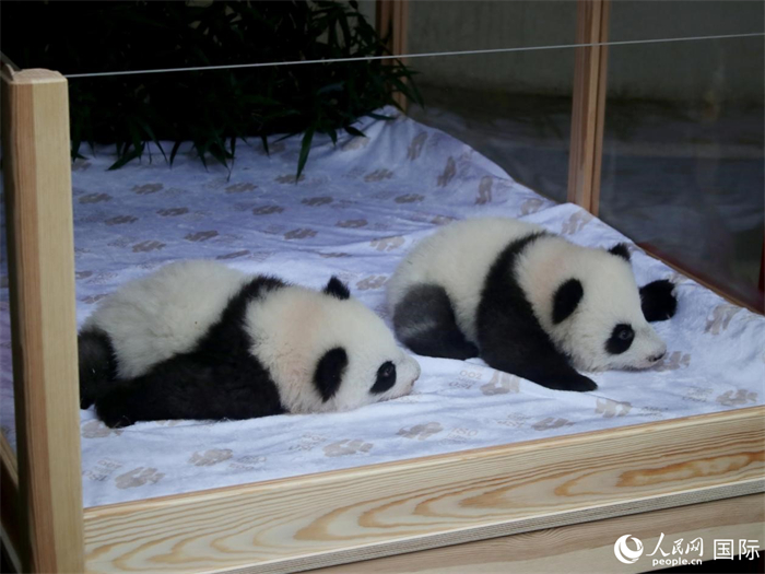 柏林動(dòng)物園的明星“夢(mèng)好”與“夢(mèng)甜”。人民網(wǎng) 肖晶攝