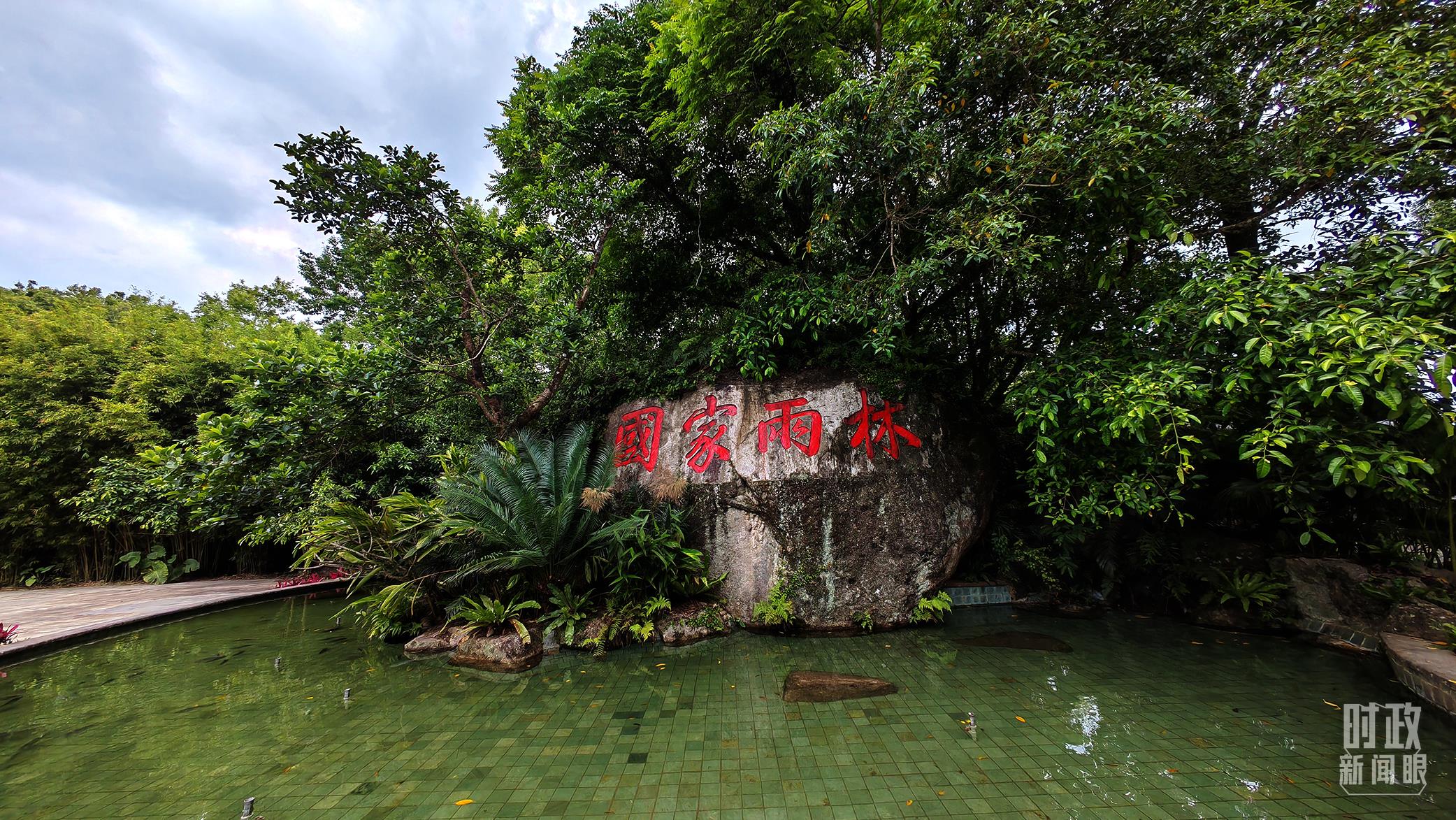 海南熱帶雨林國(guó)家公園。（總臺(tái)央視記者彭漢明拍攝）