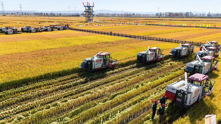 2024年9月22日，在黑龍江省重要糧食產(chǎn)區(qū)哈爾濱市方正縣的稻田中，農(nóng)機(jī)開啟“黑龍江秋收第一鐮”作業(yè)（無人機(jī)照片）。新華社記者 王松 攝