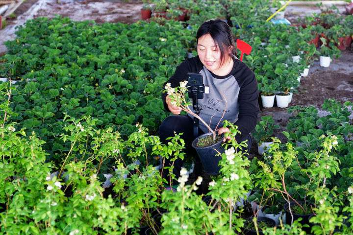 2024年4月27日，在山東省惠民縣姜樓鎮(zhèn)立冉果蔬種植合作社，工作人員在直播賣藍(lán)莓苗。新華社記者 郭緒雷 攝
