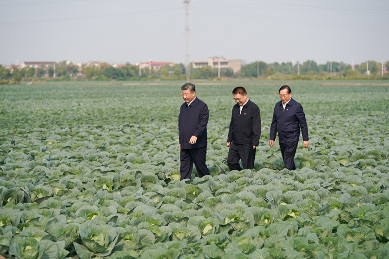 2024年11月5日，習(xí)近平總書記在湖北嘉魚潘家灣鎮(zhèn)十里蔬菜長廊考察。
