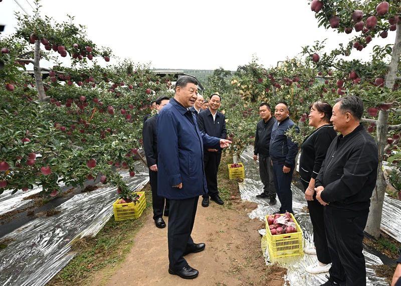 △2024年9月11日，習(xí)近平總書(shū)記在甘肅天水市麥積區(qū)南山花牛蘋(píng)果基地考察時(shí)，走進(jìn)果林了解相關(guān)種植、技術(shù)和管理情況。
