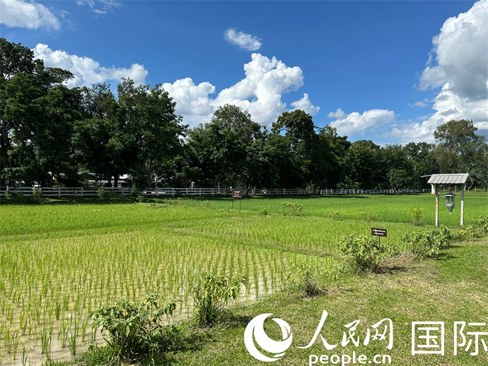 泰國沙功那空省水稻種植示范基地。人民網(wǎng)記者 簡(jiǎn)承淵攝