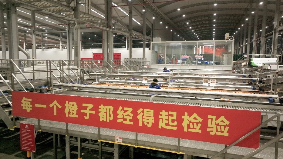 工人在智能生產(chǎn)線上對臍橙精深加工。人民網(wǎng)記者 張力洋攝