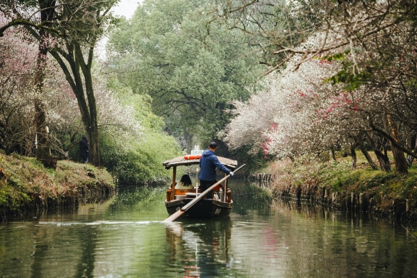 杭州西溪濕地，河岸梅花盛開。圖片來源：視覺中國(guó)