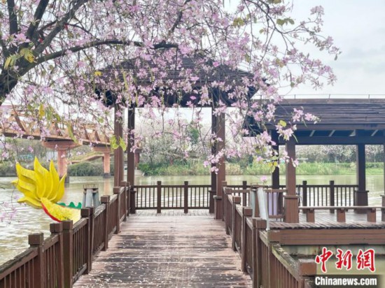 3月7日，廣州海珠國家濕地公園宮粉紫荊花海吸引游人。中新社記者 許青青 攝