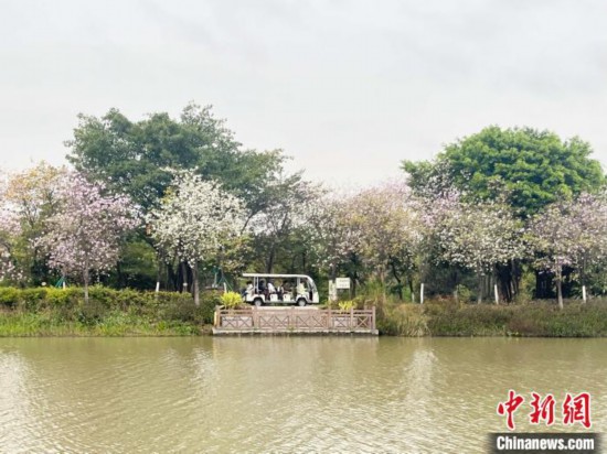 3月7日，廣州海珠國家濕地公園宮粉紫荊花海吸引游人。中新社記者 許青青 攝