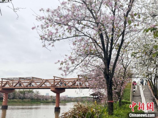 3月7日，廣州海珠國家濕地公園宮粉紫荊花海吸引游人。中新社記者 許青青 攝