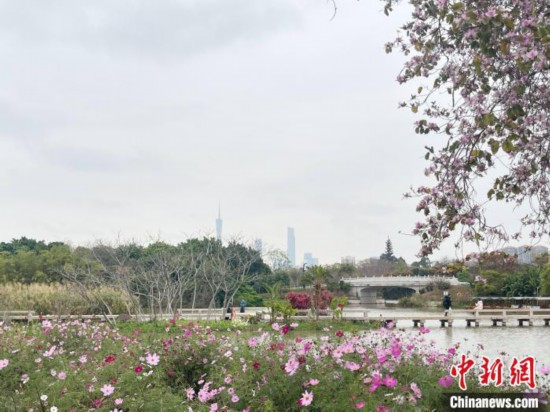 每年三月，廣州海珠國家濕地公園迎來最具標(biāo)志性的景觀之一——宮粉紫荊花海，公園內(nèi)的石榴崗河沿岸兩側(cè)，數(shù)千株宮粉紫荊綿延3.2公里，粉紅與粉白的花朵交織如云，頗為浪漫。據(jù)悉，宮粉紫荊因其耐濕性強(qiáng)、花期長的特性，是廣州海珠國家濕地公園生態(tài)修復(fù)的優(yōu)選樹種。近年來通過科學(xué)管養(yǎng)，花量相較往年明顯增加，盛花期持續(xù)近一個(gè)月時(shí)間，預(yù)計(jì)浪漫景致將延續(xù)至清明前。圖為3月7日，廣州海珠國家濕地公園宮粉紫荊花海吸引游人。中新社記者 許青青 攝