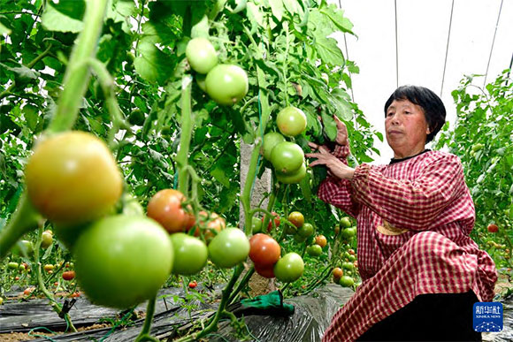 3月13日，在菏澤市鄆城縣張營街道，農民在設施大棚里打理西紅柿。