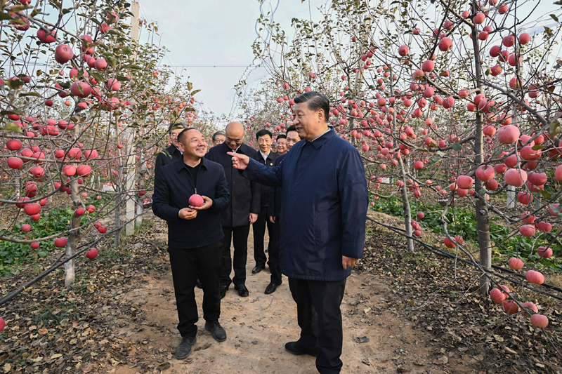 2022年10月26日，習近平總書記在陜西省延安市安塞區(qū)高橋鎮(zhèn)南溝村的蘋果園里同老鄉(xiāng)們親切交流。