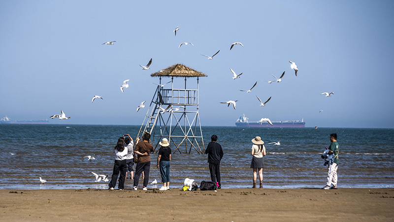 2024年5月12日，河北秦皇島，北戴河鴿子窩公園成群海鷗在天空中自由翱翔，與大海、藍天構(gòu)成了一幅美麗的畫卷。