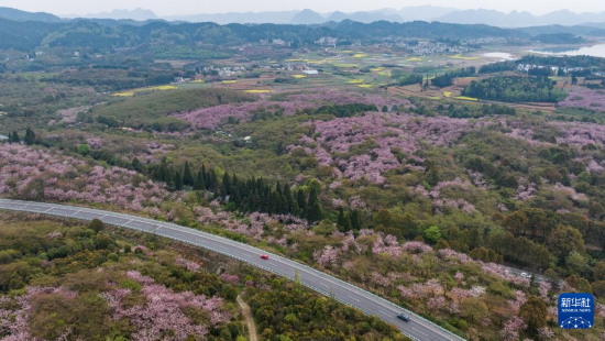 清鎮(zhèn)市紅楓湖鎮(zhèn)右二村旁的道路與花海相映（4月5日攝，無人機照片）。