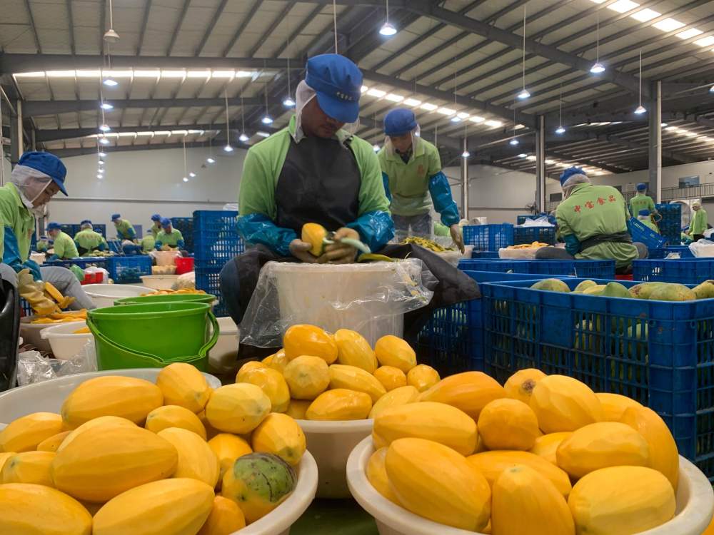 2023年3月7日，工作人員在柬埔寨磅士卑省的中寶（柬埔寨）食品科技有限公司處理芒果。自區(qū)域全面經(jīng)濟(jì)伙伴關(guān)系協(xié)定（RCEP）生效實(shí)施以來，柬埔寨的農(nóng)產(chǎn)品正在更加便利地進(jìn)入中國市場。